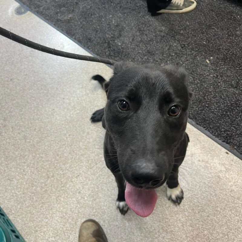 A young medium-sized male Gray / Blue / Silver Labrador Retriever dog named Max for adoption in Lewisburg, WV