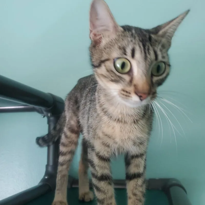 A young medium-sized female Brown / Chocolate Domestic Short Hair cat named Precious for adoption in Melrose, FL