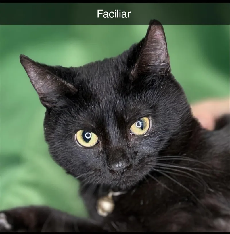 Faciliar