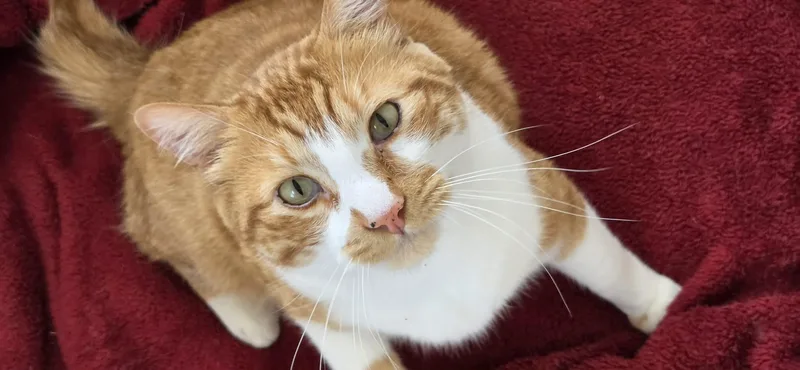 An adult large-sized male Orange & White Domestic Short Hair cat named Sonny for adoption in Arlington, WA