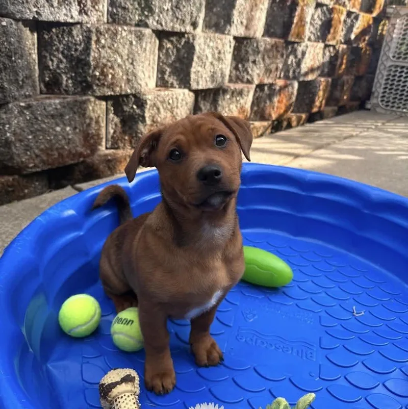 A baby medium-sized female Red / Chestnut / Orange Rottweiler dog named Iris for adoption in Shingle Springs, CA
