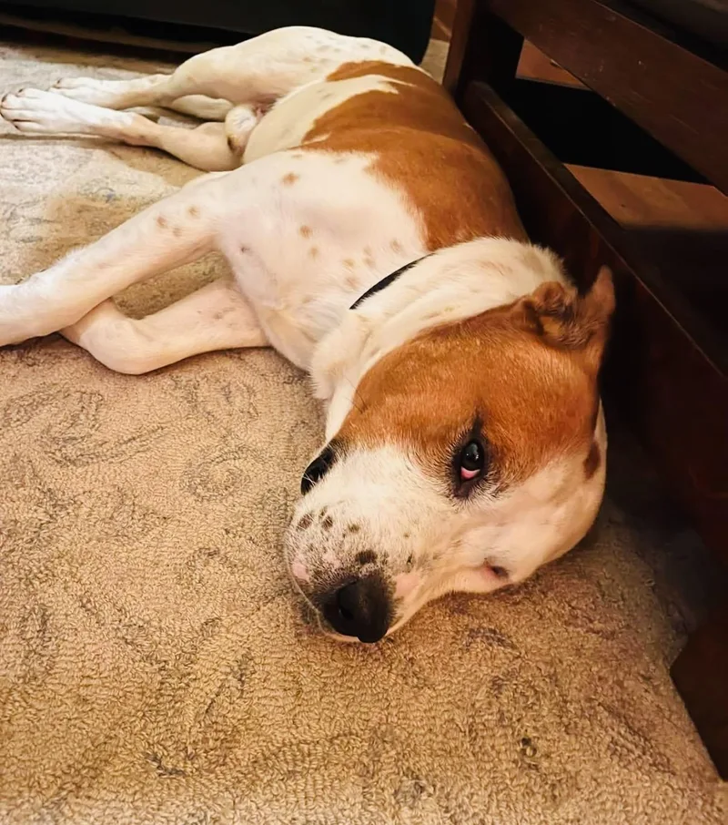 Chico