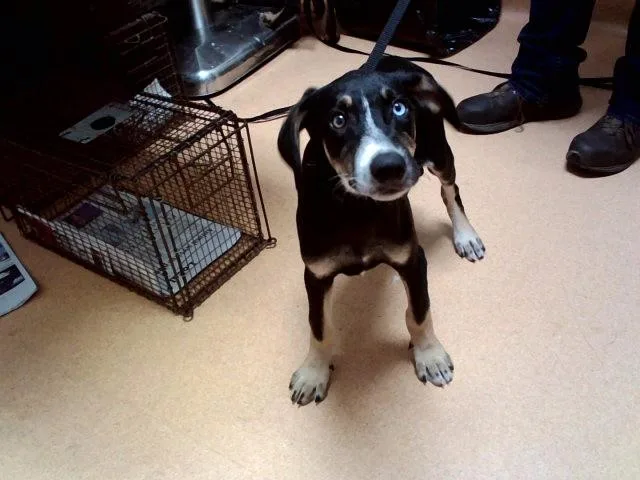 A baby small-sized female German Shepherd Dog dog named Vela for adoption in Martinez, CA