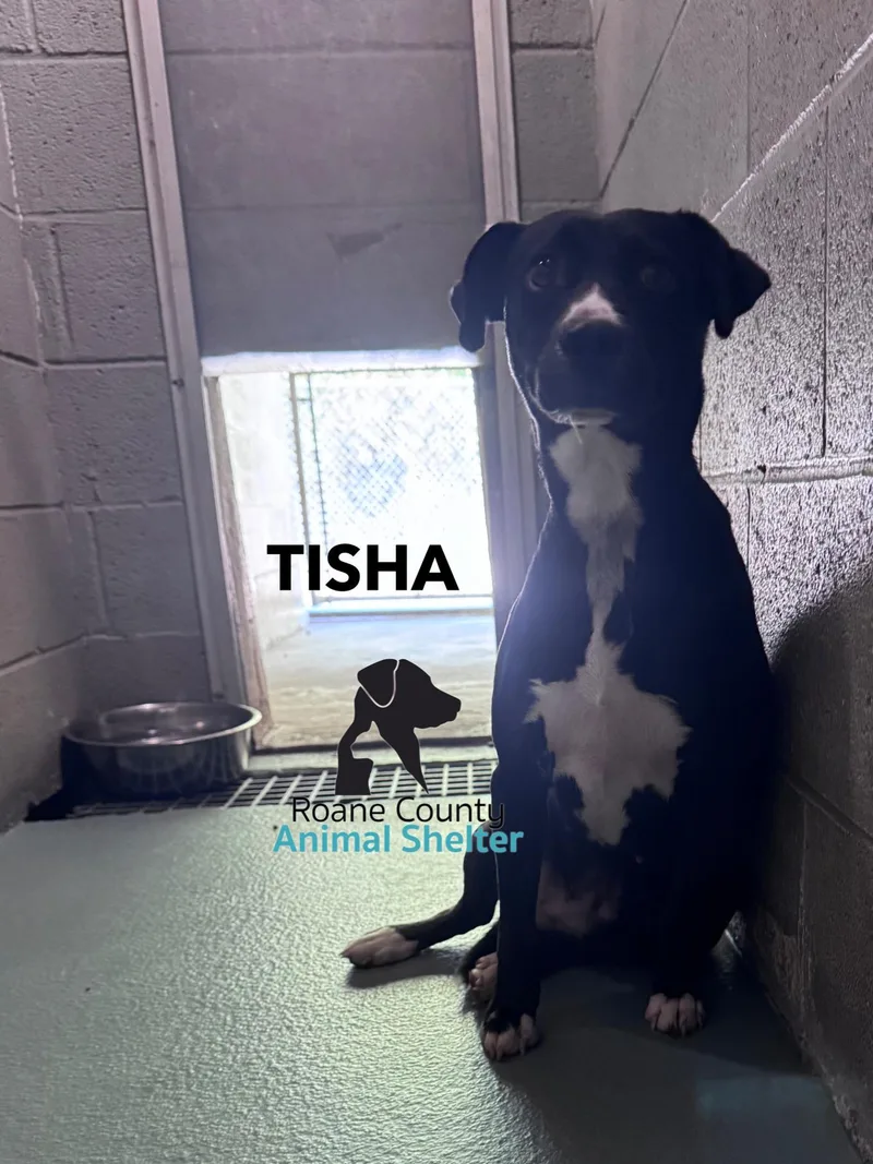 A young medium-sized female Terrier dog named Tisha for adoption in Rockwood, TN