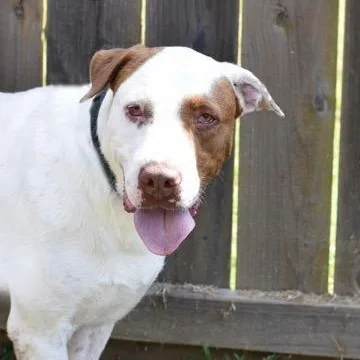 An adult large-sized male Brown / Chocolate English Pointer dog named Boris for adoption in Willis, TX