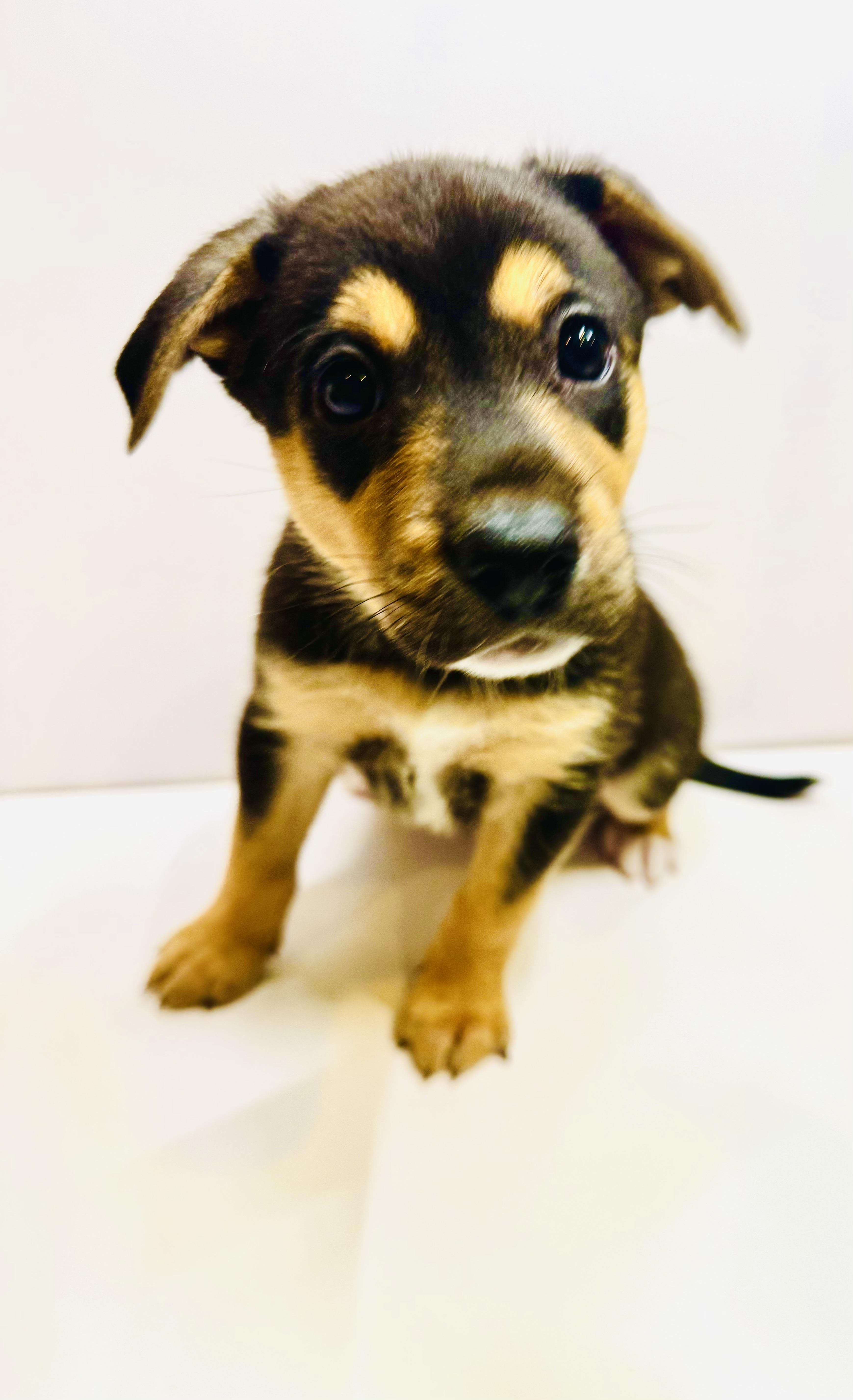 A baby medium-sized male Tricolor (Brown, Black, & White) Jack Russell Terrier dog named Cub "cubby" Nikona  for adoption in Andover, MA