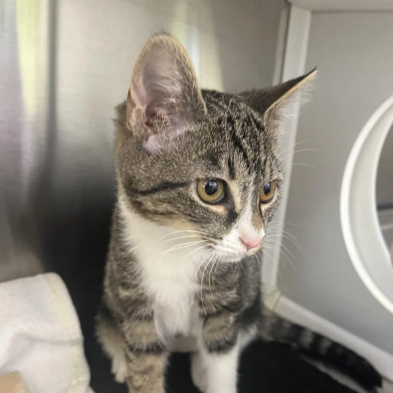 A baby small-sized female Black Domestic Short Hair cat named Pixel for adoption in Madisonville, TN