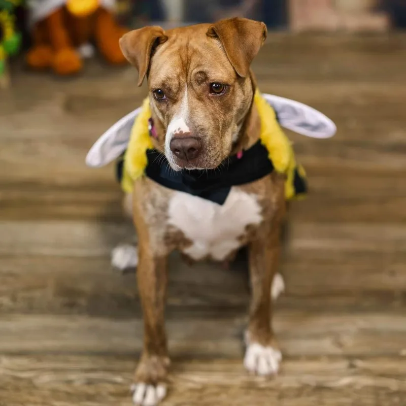 Candyland thumbnail 3