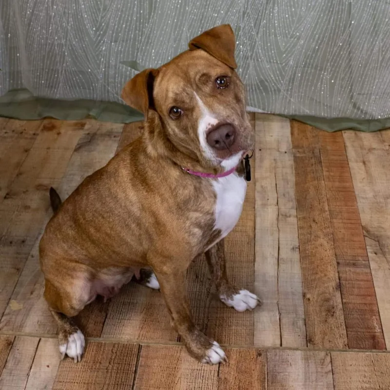 Candyland thumbnail 4