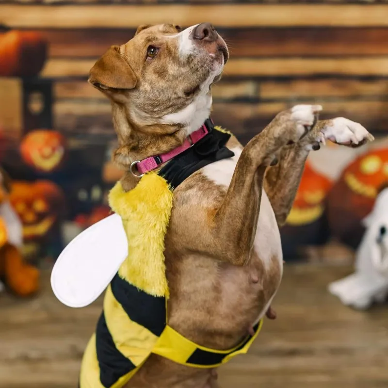 Candyland thumbnail 5