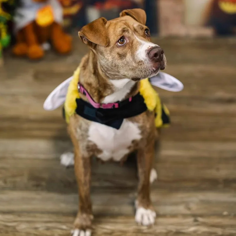 Candyland thumbnail 6