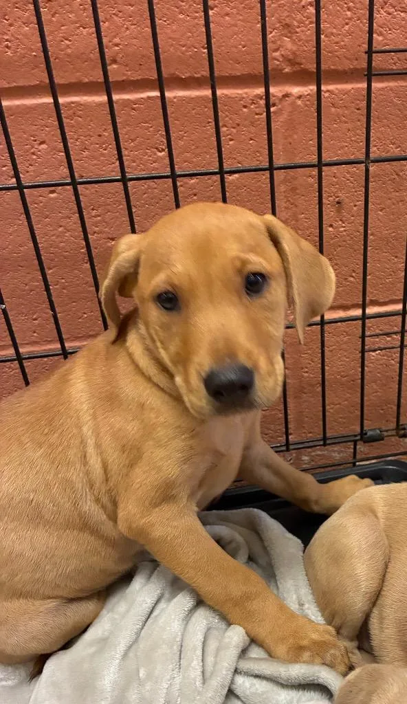 A baby small-sized male Mixed Breed dog named Richard for adoption in Bossier City, LA