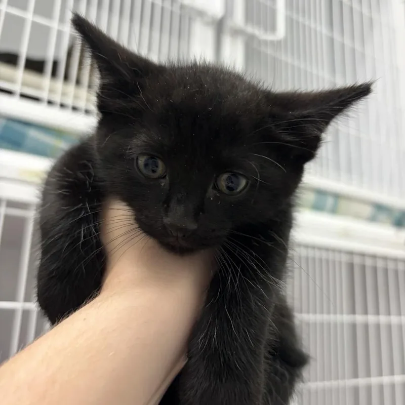A baby small-sized male Black Domestic Short Hair cat named Forrest for adoption in Franklin, NC