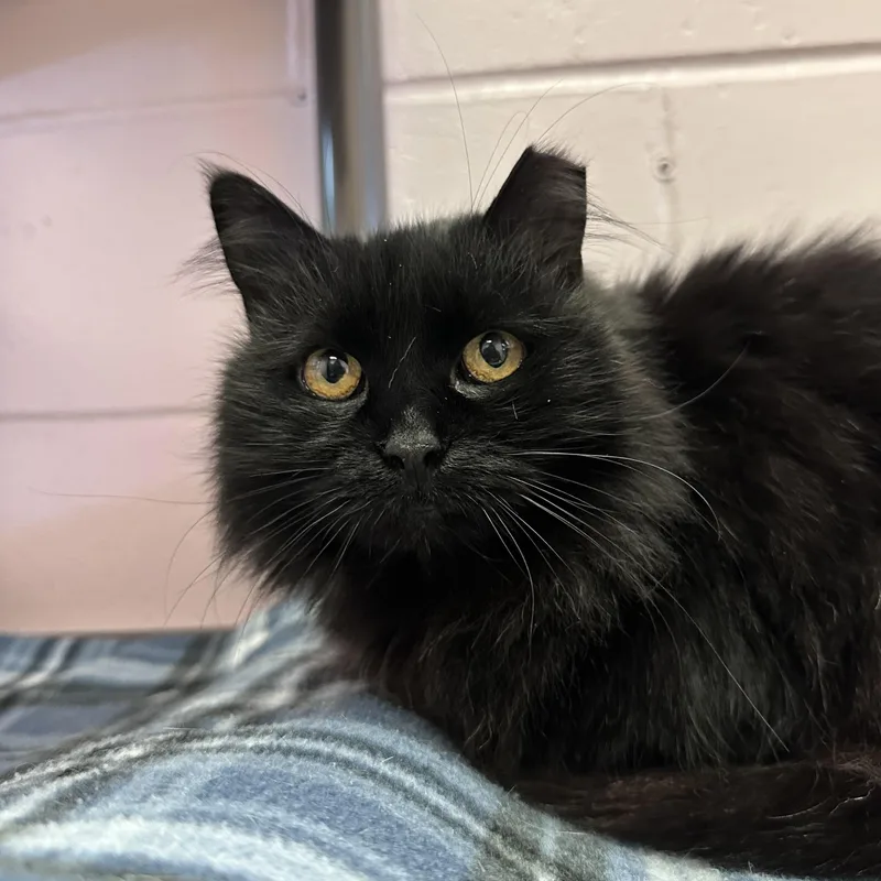 An adult medium-sized female Black Domestic Long Hair cat named Lois for adoption in East Northport, NY