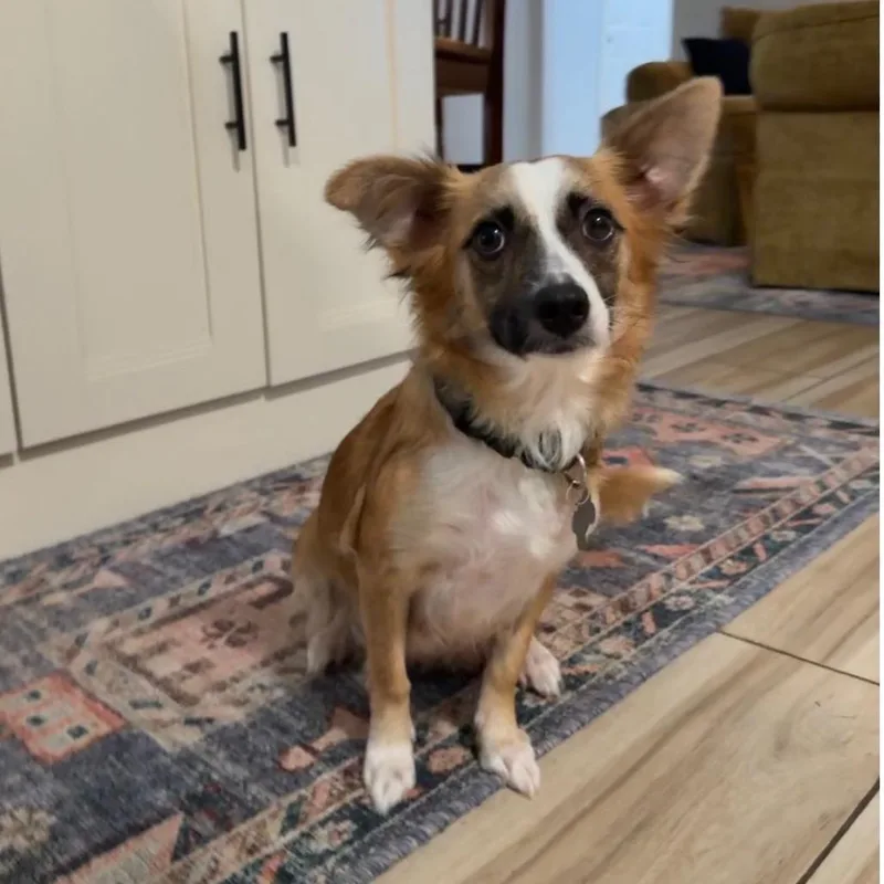 An adult small-sized female Brown / Chocolate Chihuahua dog named Luna for adoption in Houston, TX