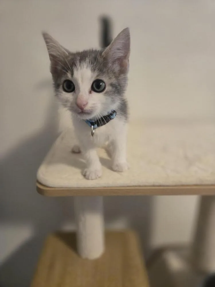 A baby small-sized male Gray & White Domestic Short Hair cat named Cinnamon Crunch Attorney for adoption in Cary, NC