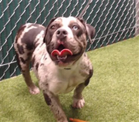 A young medium-sized female American Bulldog dog named A for adoption in Downey, CA