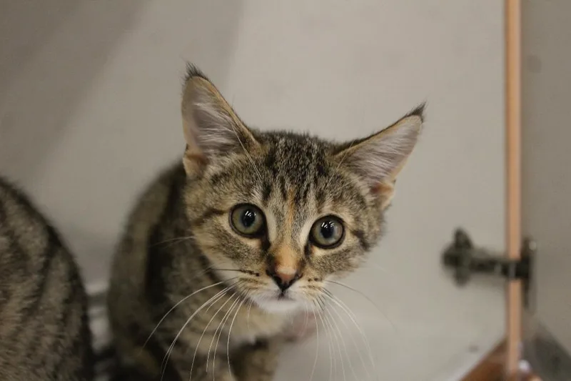 A baby medium-sized female Domestic Short Hair cat named Dana Scully for adoption in Chestertown, MD