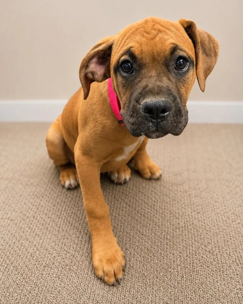 A baby large-sized female Boxer dog named Marta for adoption in Reno, NV