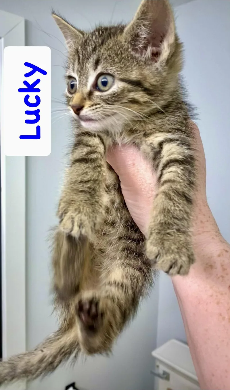 Lucky thumbnail 2