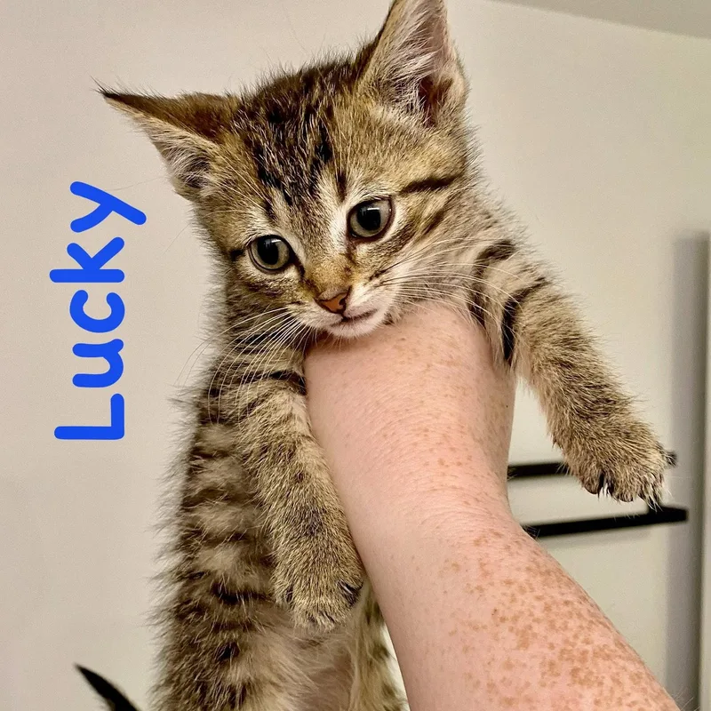 Lucky thumbnail 3
