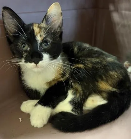 A baby small-sized female Domestic Short Hair cat named Froot Loops for adoption in West Chester, PA