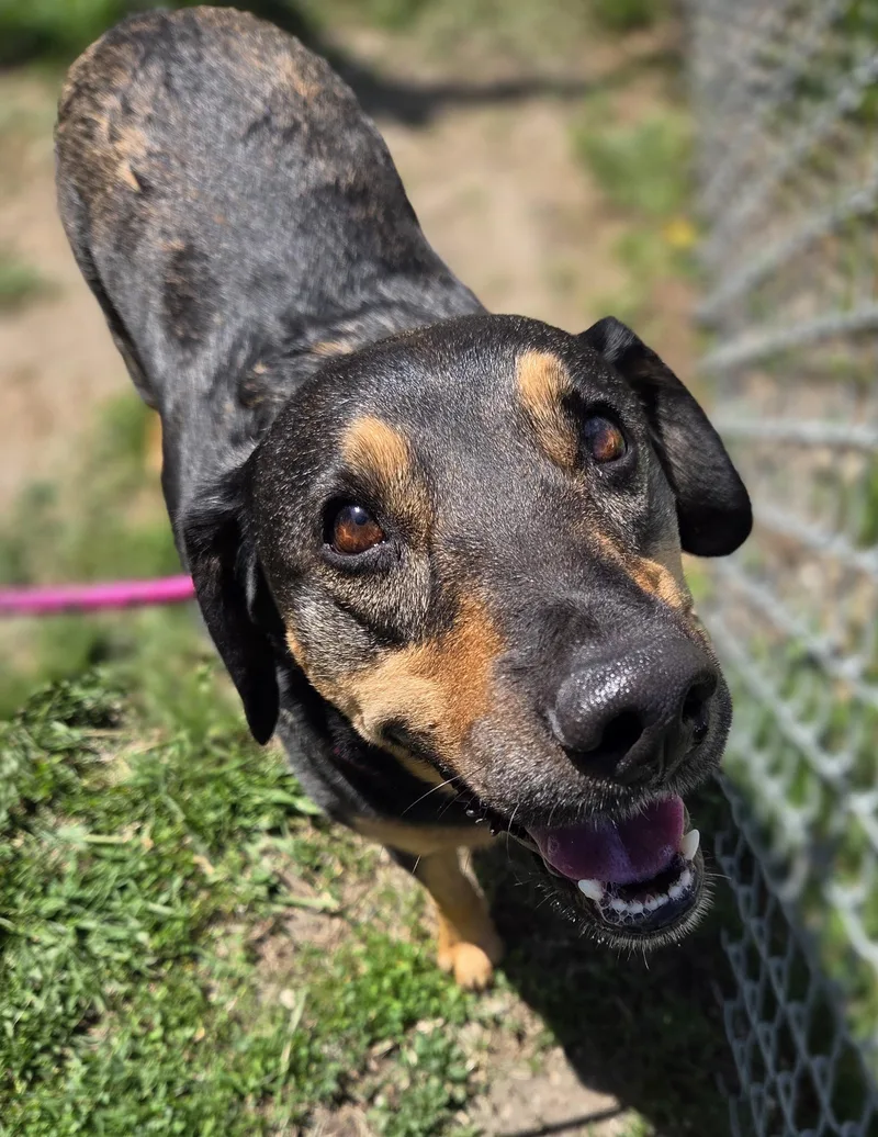 An adult medium-sized female Bicolor Australian Cattle Dog / Blue Heeler dog named Mia for adoption in Brookings, SD