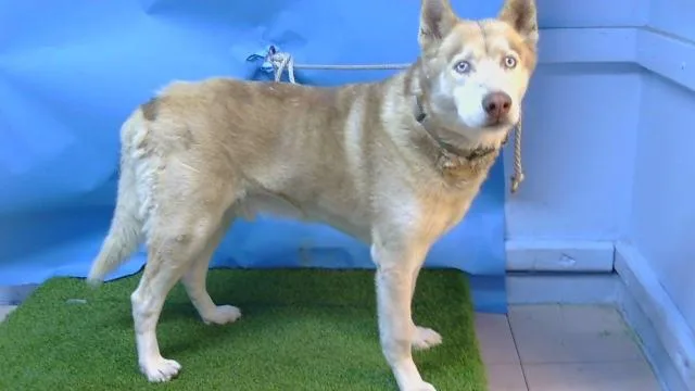 An adult large-sized male Siberian Husky dog named Koda for adoption in Gardena, CA