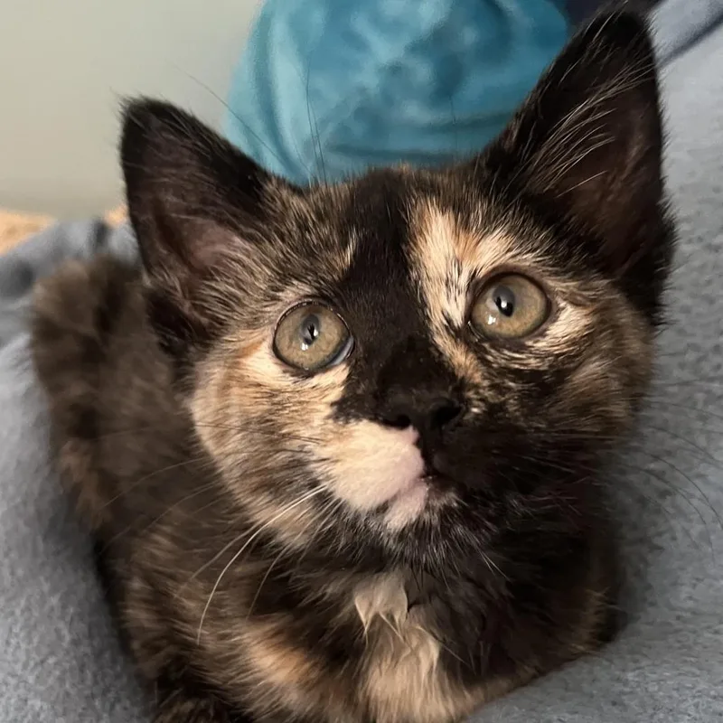 A baby small-sized female Tortoiseshell Domestic Short Hair cat named Quilt for adoption in St. Paul, MN