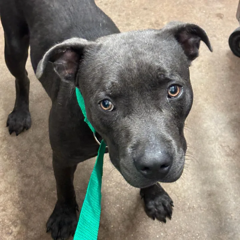 A young medium-sized male Black Mixed Breed dog named Over Easy for adoption in Lake Jackson, TX