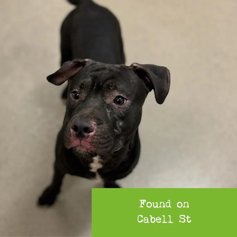 A young medium-sized male Black Pit Bull Terrier dog named Badger for adoption in Lynchburg, VA