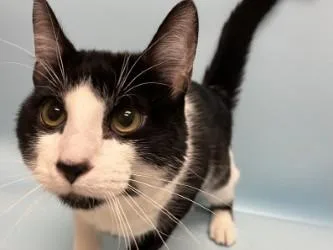 A young small-sized male Domestic Short Hair cat named Milo for adoption in Woodbury, MN