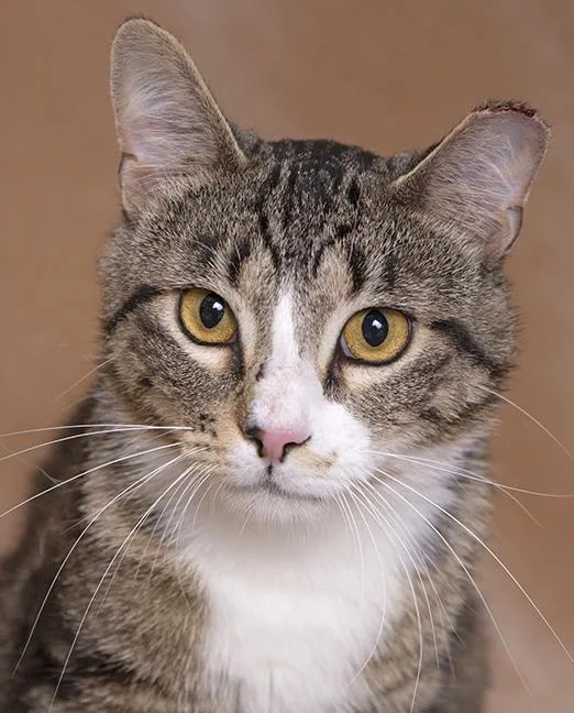 A young medium-sized male Tabby (Brown / Chocolate) Tuxedo cat named Xander for adoption in Chicago, IL