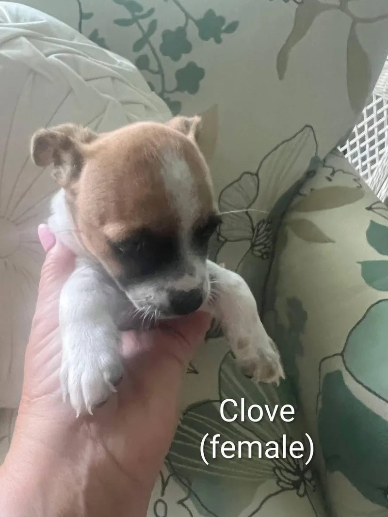 A baby small-sized female Bicolor Chihuahua dog named Chihuahua puppies for adoption in Cape Coral, FL
