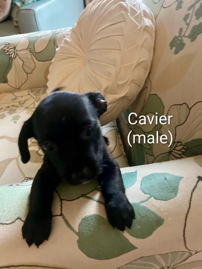 Chihuahua puppies thumbnail 2