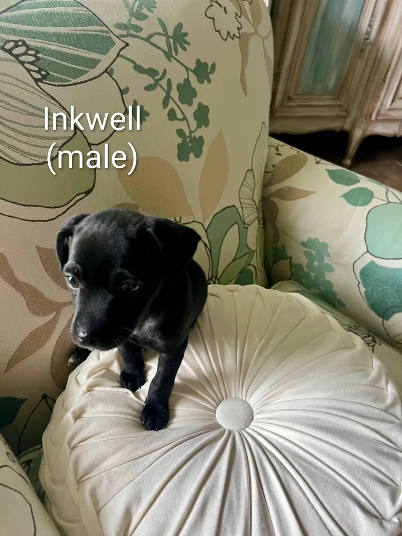 Chihuahua puppies thumbnail 3