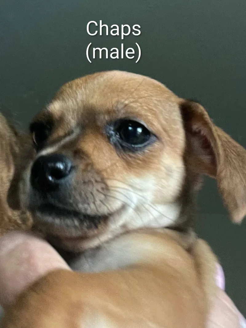 Chihuahua puppies thumbnail 5