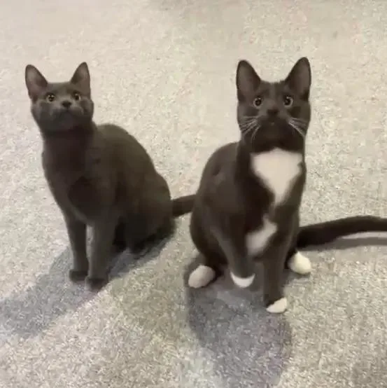 An adult medium-sized female Domestic Short Hair cat named Ducati and Vespa for adoption in Turnersville, NJ