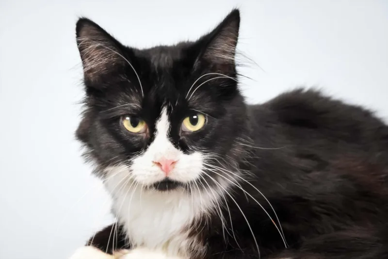 A young small-sized female Domestic Short Hair cat named Kiwi for adoption in Loveland, CO