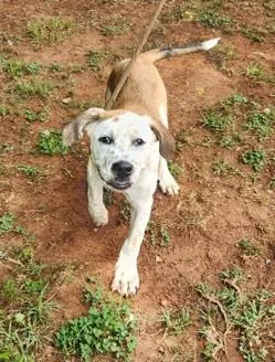 A young medium-sized male Great Pyrenees dog named Tommy Pickles for adoption in Madison, NJ