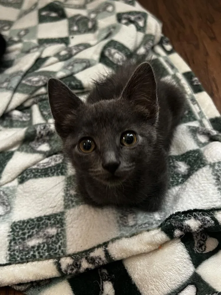 A baby small-sized male Domestic Short Hair cat named Herbert McGee for adoption in Dallas, TX