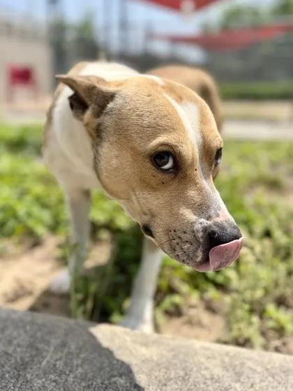 An adult medium-sized male Pit Bull Terrier dog named Travis for adoption in New Orleans, LA