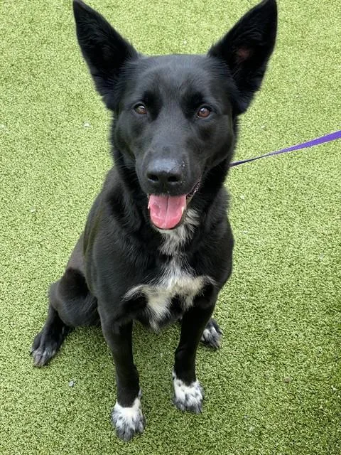 An adult large-sized female German Shepherd Dog dog named Bella for adoption in Fayetteville, NC