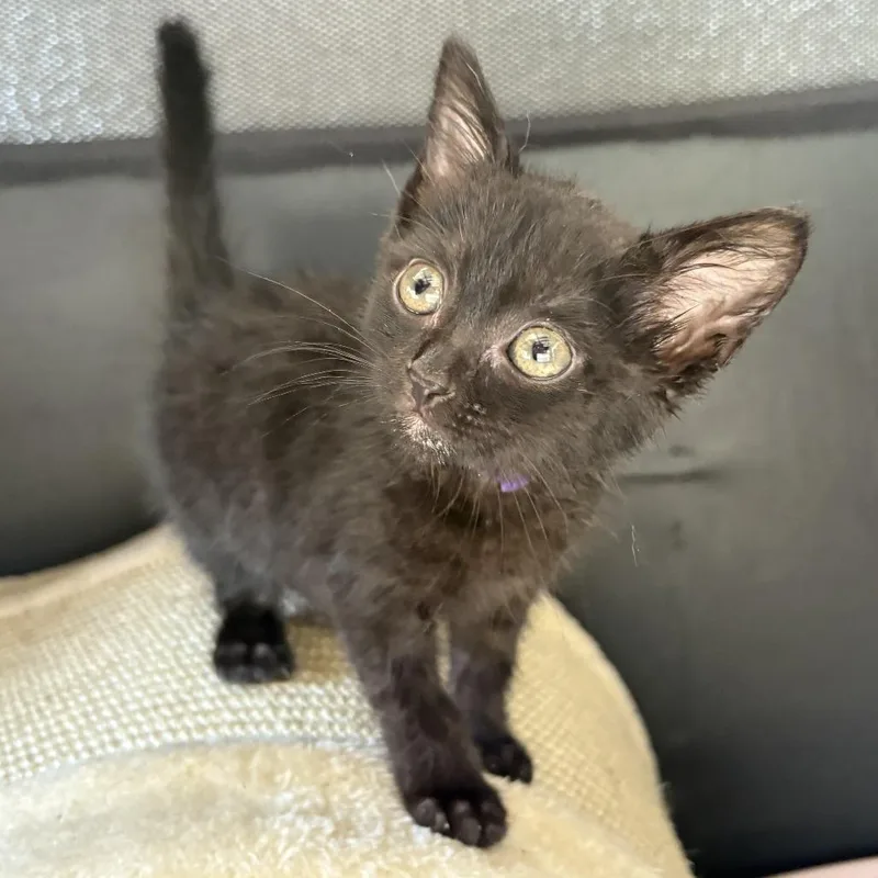 A baby small-sized female Black Domestic Short Hair cat named Capri for adoption in Long Beach, CA
