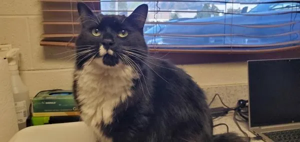 An adult medium-sized male Domestic Long Hair cat named Ash for adoption in Salt Lake City, UT