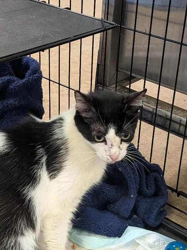 An adult medium-sized female Black & White / Tuxedo Domestic Short Hair cat named Hermosa for adoption in Cincinnati, OH