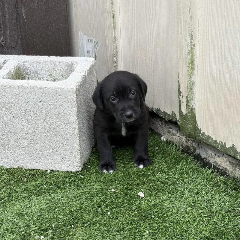 A baby small-sized male Black Shepherd dog named Sloth for adoption in LOXAHATCHEE, FL