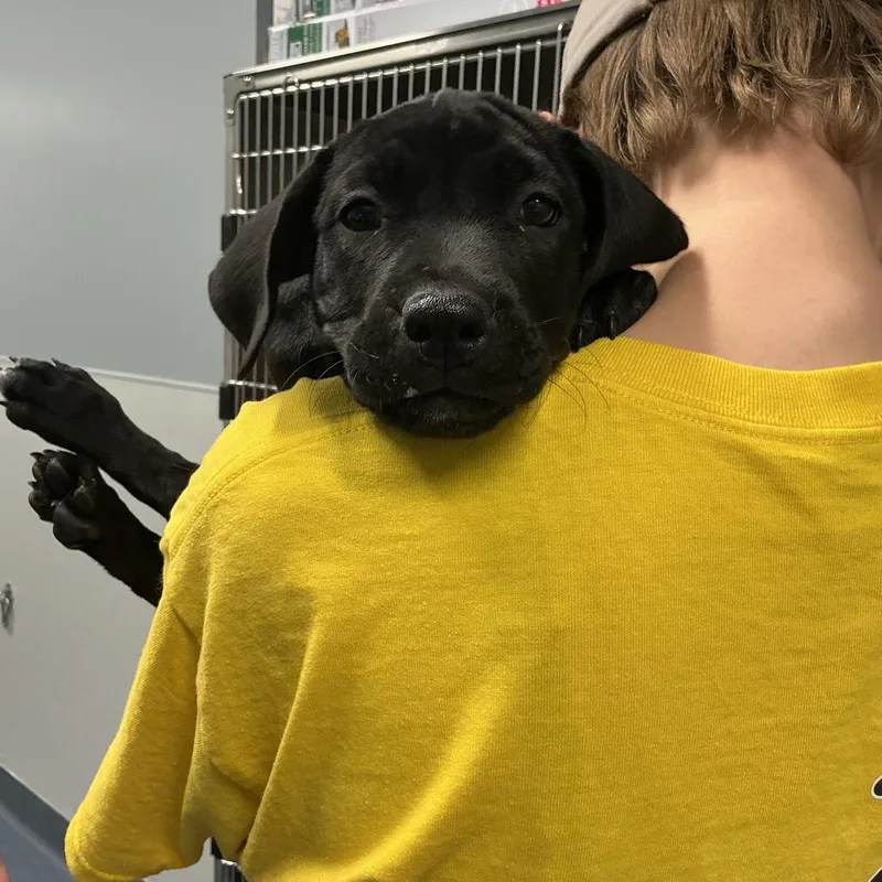 A baby small-sized male Black Labrador Retriever dog named Apollo for adoption in St Joseph, MO
