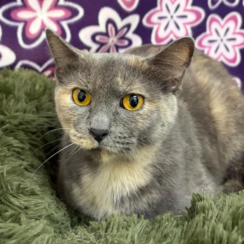 An adult medium-sized female Tortoiseshell Domestic Short Hair cat named Luna for adoption in Deerfield, IL