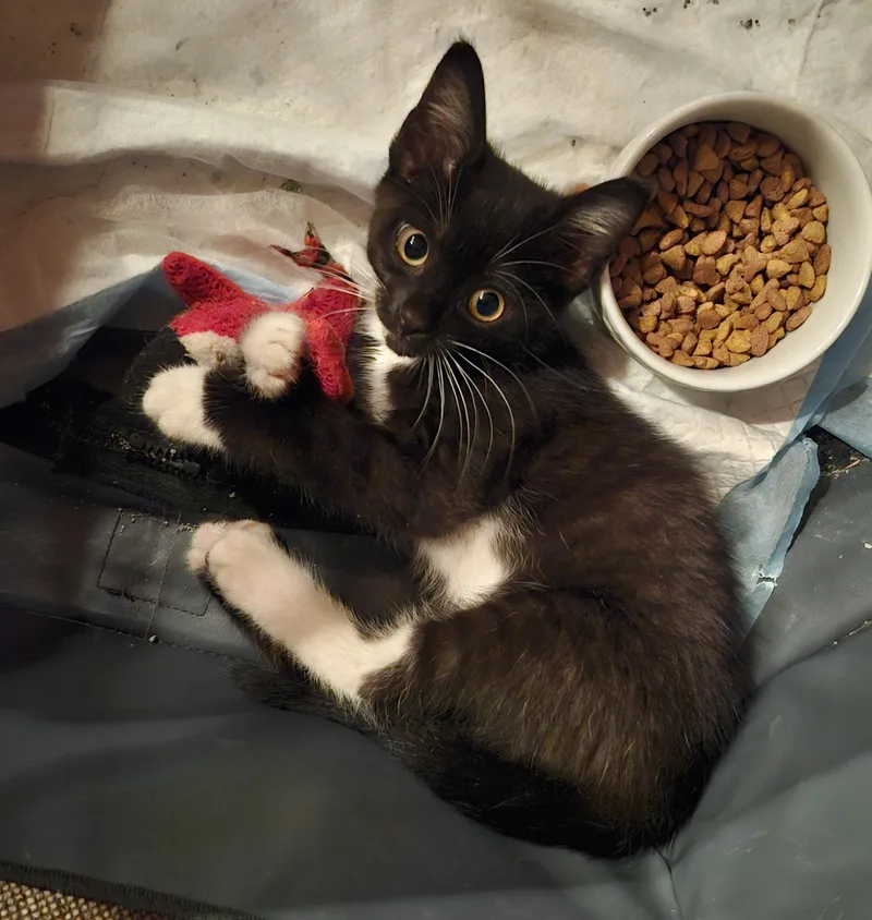 A baby medium-sized female Black & White / Tuxedo Tuxedo cat named "oreo" for adoption in North East, MD